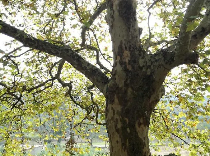 Montejunto - Casa Do Plátano